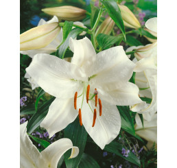 Lilium ´Casa Blanca´ / Lilie, bal. 2 ks, 14/16