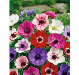 Anemone ´De Caen´ / Sasanka jednod. směs, bal. 10 ks, 4/5, SUPERCENA