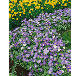 Anemone blanda ´Blue Shades´ / Sasanka vábná, bal. 15 ks, 5/+
