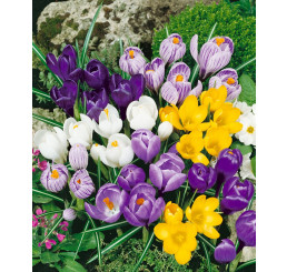 Crocus grandiflorus mix / Směs velkokv. šafránů (krokusů), bal. 30 ks, 8/9