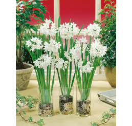 Narcis ´Paperwhite´ / Pokojový narcis, bal. 3 ks, 15/16