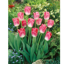Tulipa ´Dynasty´ / Tulipán, bal. 7 ks, 11/12