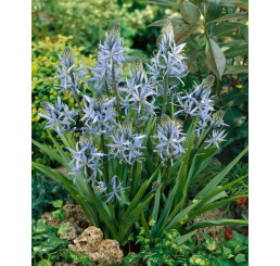 Camassia ´Cusickii´ / Kamasie, ladoník, bal. 2 ks, 14/+