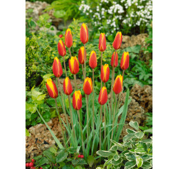 Tulipa ´Tubergen´s Gem´ / Tulipán, bal. 5 ks, 5/+
