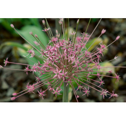 Allium ´Schubertii´ / Okrasný česnek, bal. 3 ks, 10/12
