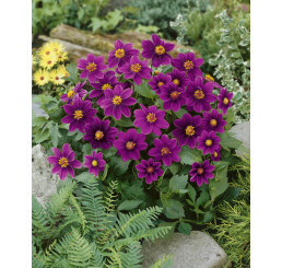 Dahlia topmix ´Purple´ / Mini-jiřinka, I.