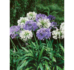 Agapanthus ´Blue-White´ / Kalokvět modrý a bílý, bal. 3 ks, 1/2