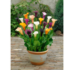 Zantedeschia Mix 3 / Kolekce 3 kal (kornoutic), bal. 3 ks, 14/+