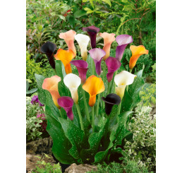 Zantedeschia Mix 3 / Kolekce 3 kal (kornoutic), bal. 3 ks, 14/+