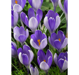 Crocus ´Vanguard´ / Velkokvětý šafrán, bal. 10 ks, 8/9