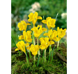 Iris danfordiae / Kosateček Danfordové žlutý, bal. 15 ks, 6/+