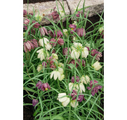 Fritillaria meleagris / Řebčík kostkovaný, bal. 15 ks, 6/+