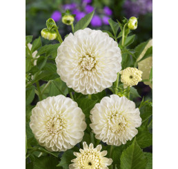 Dahlia ´Boom Boom White´ / Jiřina, I.