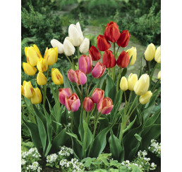 Směs mnohokvětých tulipánů, bal. 10 ks, 11/12