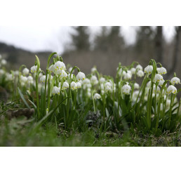 Leucojum vernum / Bledule jarní, bal. 3 ks, I.