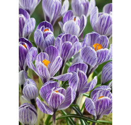 Crocus ´Pickwick´ / Velkokvětý krokus, bal. 10 ks, 8/9