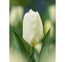Tulipa ´Purissima / White Emperor´ / Tulipán, bal. 5 ks, 12/+