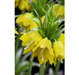 Fritillaria imperialis ´Lutea´ / Řebčík královský žlutý, 20/24