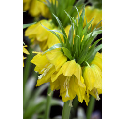 Fritillaria imperialis ´Lutea´ / Řebčík královský žlutý, 24/+