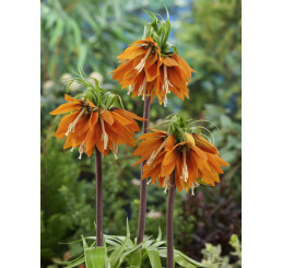 Fritillaria imperialis ´Aurora´ / Řebčík královský oranžový, 20/24