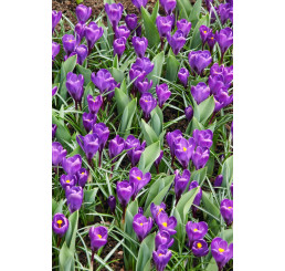 Crocus ´Flower Record´ / Velkokvětý krokus, bal. 10 ks, 8/9