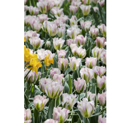 Tulipa ´China Town´ / Tulipán, bal. 7 ks, 11/12