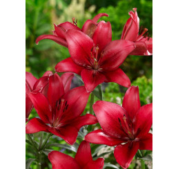 Lilium ´Red County´ / Lilie, bal. 50 ks, 14/16, XXL