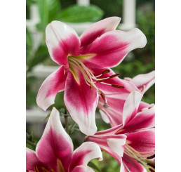 Lilium ´Oriental Red-White´ / Lilie červeno-bílá, bal. 2 ks, 16/18