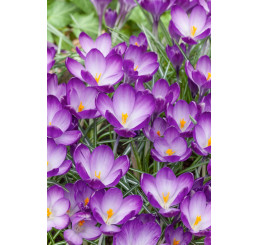 Crocus ´Ruby Giant´ / Botanický šafrán / Krokus, bal. 20 ks, 5/+