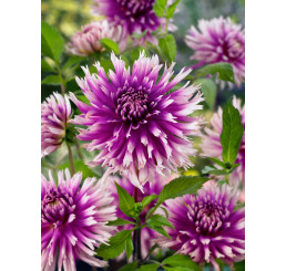 Dahlia ´Cactus Purple´ / Jiřina kaktusovitá fialová, I. SUPERCENA