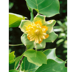 Liriodendron tulipifera / Liliovník tulipánokvětý, 60-80 cm, C5