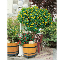 Lantana camara / Libora / Lantana měňavá, bal. 20 sem.