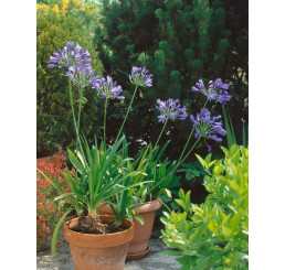 Agapanthus ´Blue´ / Kalokvět africký, bal. 3 ks, 1/2