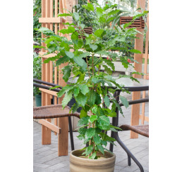 Coffea arabica / Kávovník arabský, 10 - 20 cm, K7