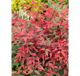 Nandina domestica ´Obsessed´ / Nandina domácí, nebeský bambus, 80-100 cm, C15