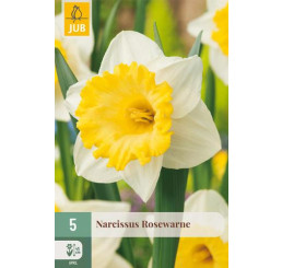 Narcis ´Rosewarne´ / Narcis, bal. 5 ks, 10/12
