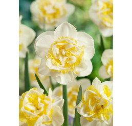 Narcis ´Westward´ / Narcis, bal. 5 ks, 12/14