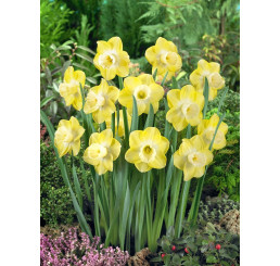Narcis ´Avalon´ / Narcis, bal. 5 ks, 12/14