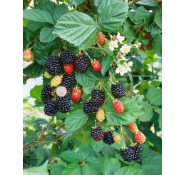 Rubus fruticosus ´Navaho´ / Beztrnná ostružina, K19