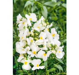 Nemesia x hybrida ´Palette White´ / Nemesia, K7