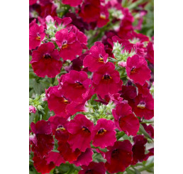 Nemesia x hybrida Lyric® Cherry  / Nemesia, K7