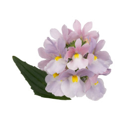 Nemesia Amelie / Nemesia, K7