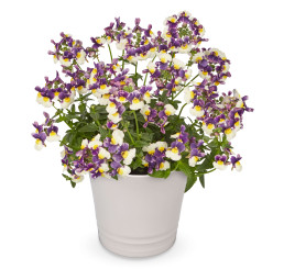 Nemesia Neminio Up Blue Cream  / Nemesia, bal. 6 ks, 6x K7