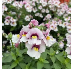 Nemesia Lyric® Light Pink Eye / Nemesia, K7