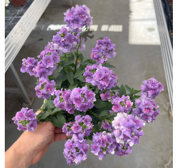 Nemesia ´MIrabelle´ / Nemesia, bal. 6 ks sadbovačů