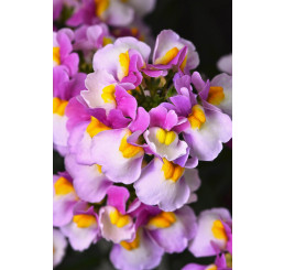 Nemesia Escential™ Pinkberry  / Nemesia, bal. 3 ks, 3x K7