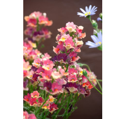 Nemesia x hybrida ´Nesia®Tropical´ / Nemesia, K7