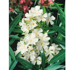 Nerium oleander / Oleandr obecný bílý, 30-40 cm, C2