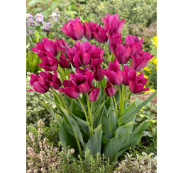 Tulipa ´Night Club´ / Tulipán, bal. 7 ks, 11/12