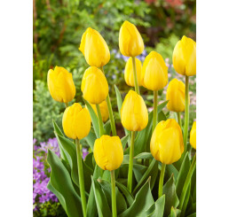 Tulipa ´Novi Sun´ / Tulipán, bal. 7 ks, 11/12